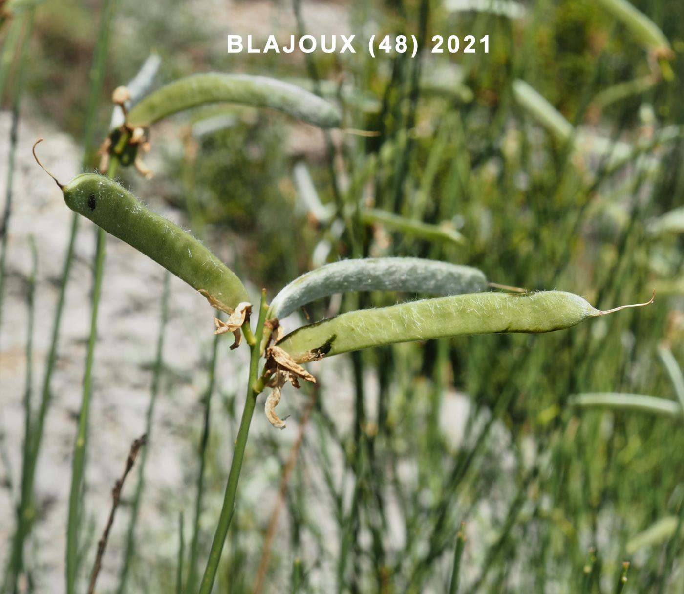 Spanish Broom fruit